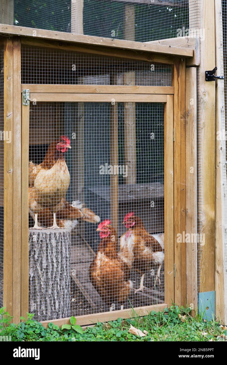 Hühnerstall mit braunen Hühnern im Sommer in einem Wohnhinterhof. Stockfoto