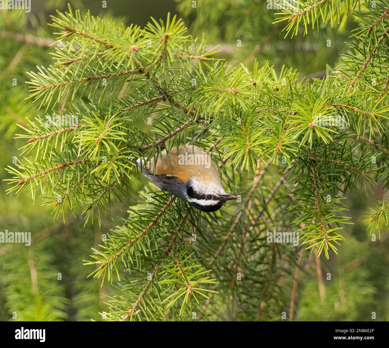 Ein roter Nuthatch findet eine Mahlzeit in den Pinien. Stockfoto