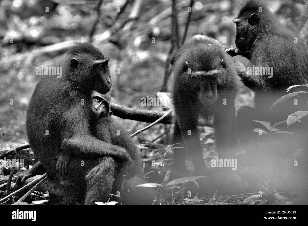 Eine Gruppe von Sulawesi-Schwarzhaubenmakaken (Macaca nigra) mit sozialer Aktivität im Tangkoko Nature Reserve, Nord-Sulawesi, Indonesien. Die Auswirkungen des Klimawandels auf die endemischen Arten sind auf das veränderte Verhalten und die Verfügbarkeit von Nahrungsmitteln zu sehen, die ihre Überlebensrate beeinflussen. „Wie Menschen überhitzen sich Primaten und werden bei anhaltender körperlicher Aktivität bei extrem heißem Wetter dehydriert“, so Brogan M. Stewart in seinem 2021 veröffentlichten Bericht über The Conversation. Stockfoto