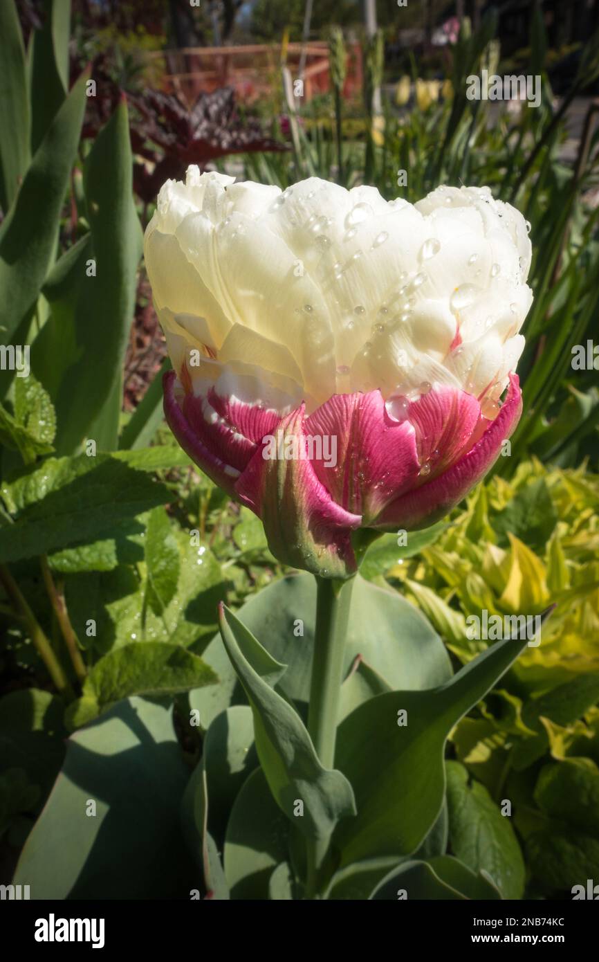 Die ungewöhnliche Blüte einer Eiscreme-Tulpe mit einer doppelt cremefarbenen Blüte auf einem roten Blütenblatt-„Kegel“. Stockfoto