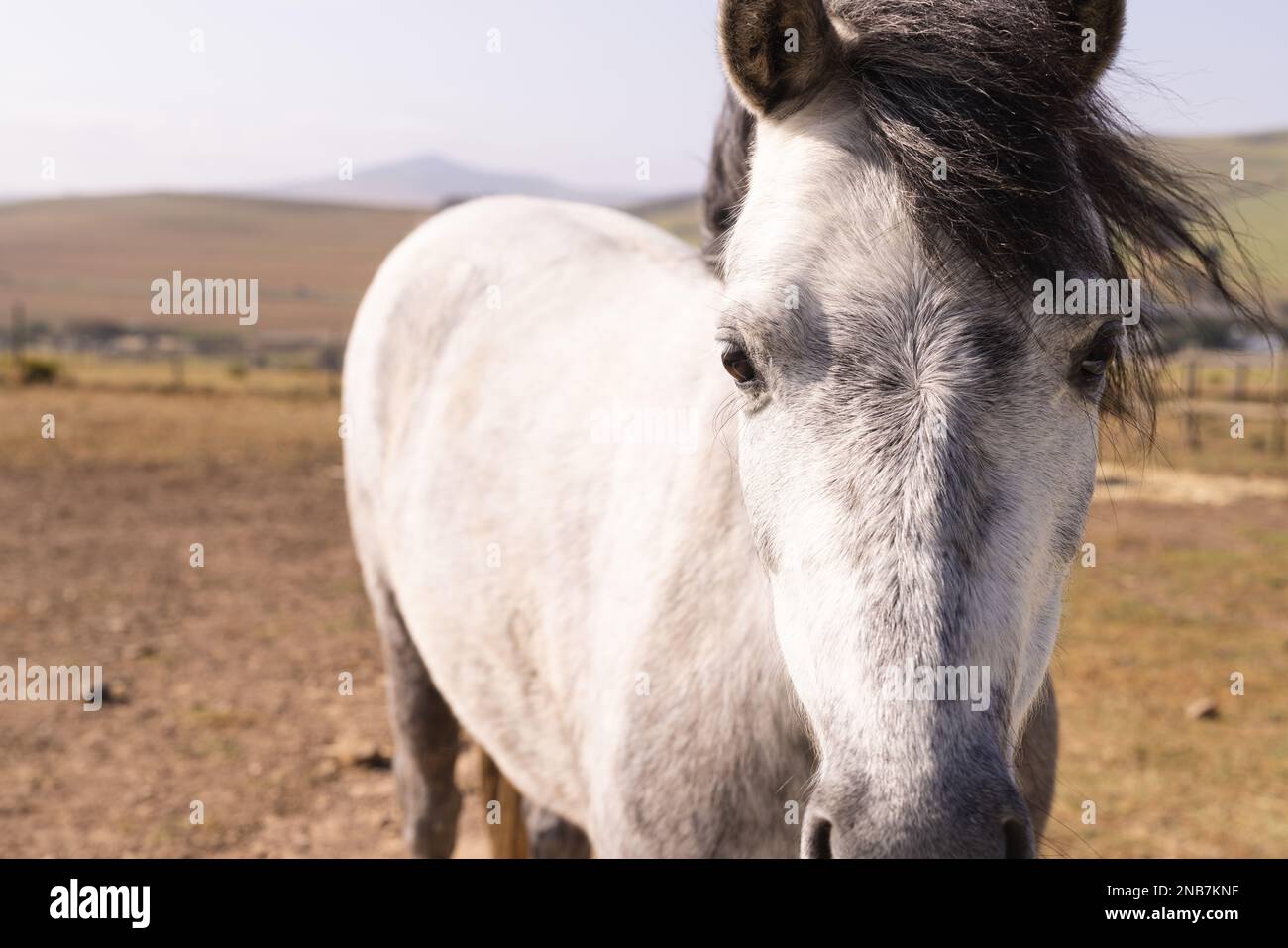 Nahaufnahme eines niedlichen grauen Pferdes hinter dem Zaun im Stengel. Tiere, Natur und Landschaftskonzept. Stockfoto