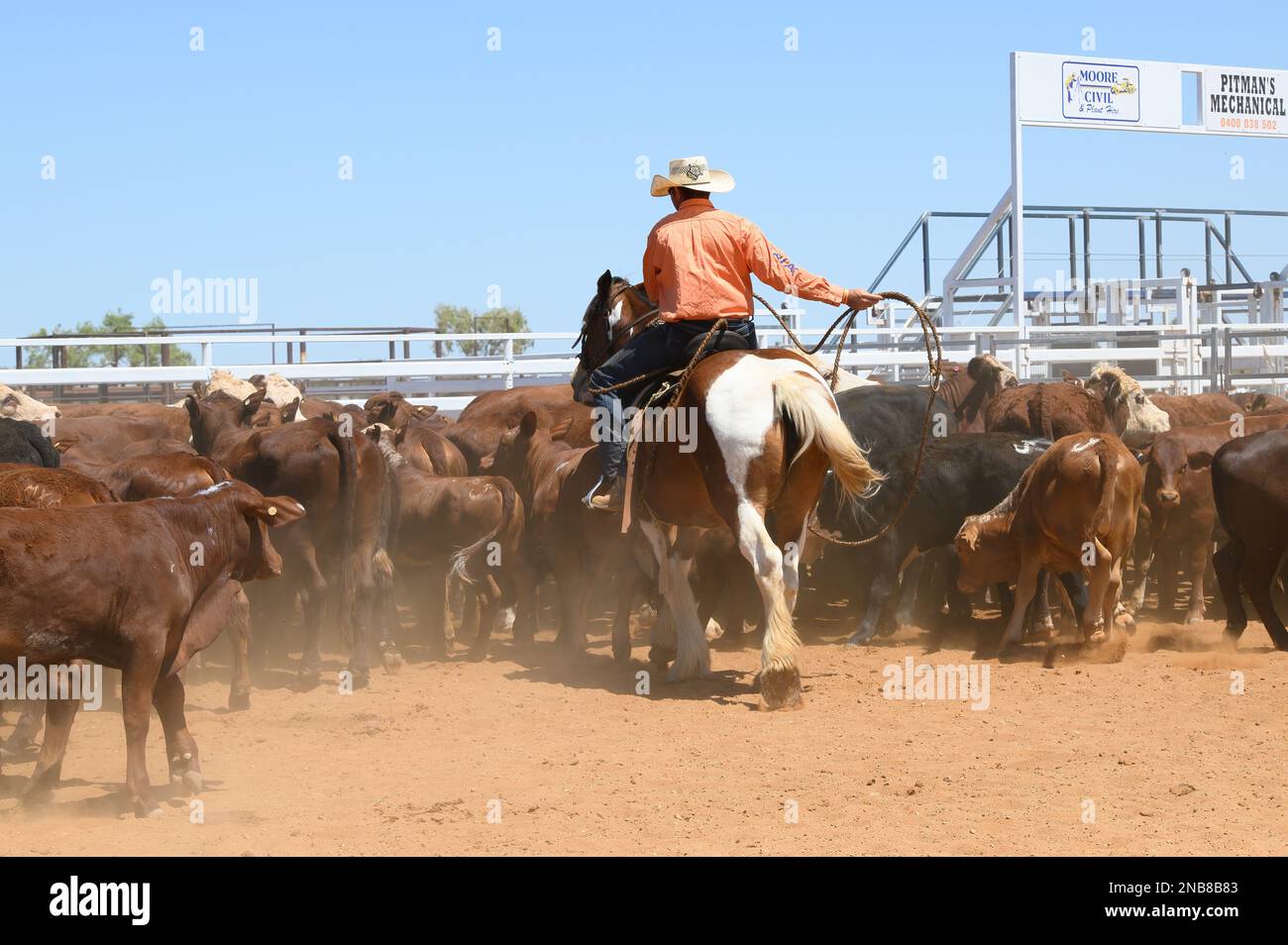 Das Bronco Branding ist ein zeitlich begrenztes Ereignis, bei dem ein Fänger ein Kalb in eine Rindermeute einwickelt und zu einem Branding-Posten führt, wo die Teammitglieder es sichern und markieren Stockfoto