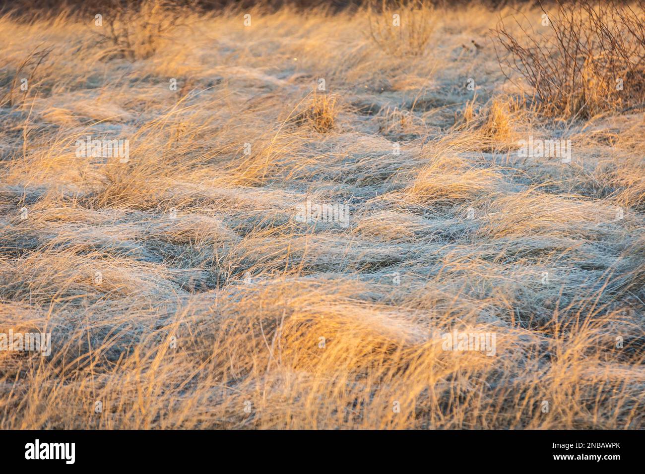 Lange Blätter aus getrocknetem Gras, das von Frost bedeckt und von Morgensonnenlicht beleuchtet ist. Stockfoto