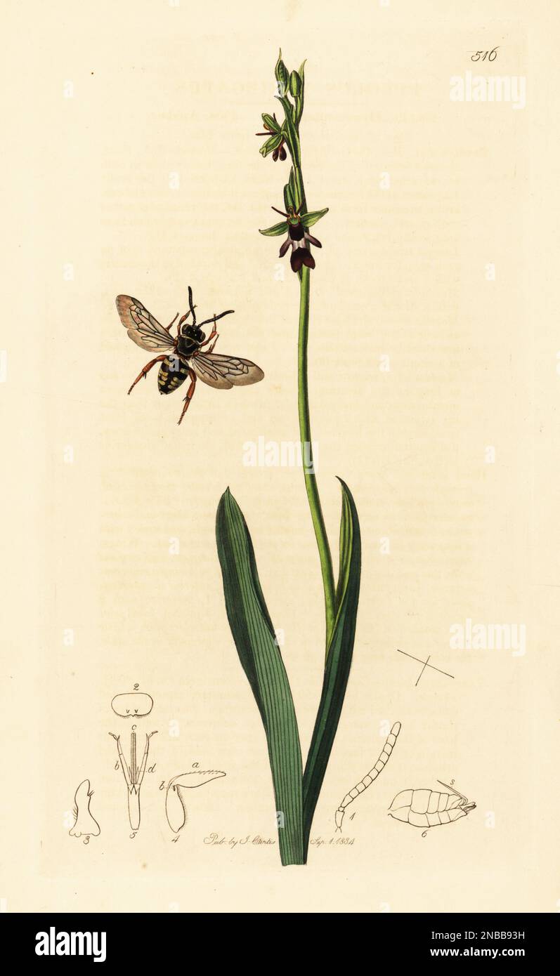 Schwarzschenkelepeolus oder Kuckuckusbär, Epeolus variegatus und Fliegenorchidee, Ophrys insectifera (Ophrys muscifera) oder sombre-Bienenorchidee, Ophrys fusca (Ophrys myodes). Handfarbene Kupferplatte, gezeichnet und graviert von John Curtis für seine eigene britische Entomologie, wobei es sich um Illustrationen und Beschreibungen der Gattungen von Insekten handelt, die in Großbritannien und Irland, London, 1834, gefunden wurden. Curtis (1791-1862) war Entomologe, Illustrator, Graviererin und Verleger. Stockfoto