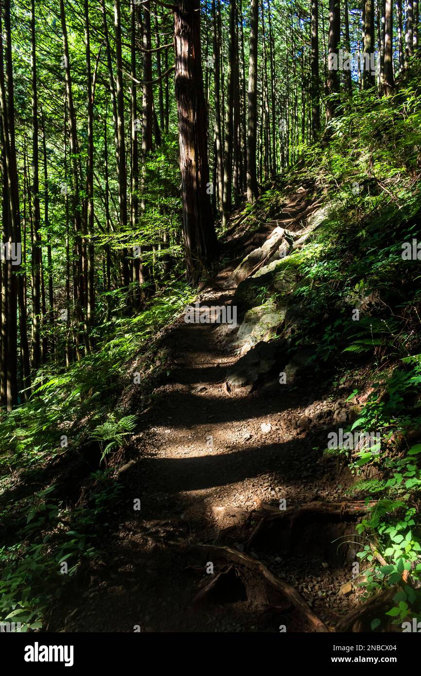 Bergweg, Zedernwald, Mount Bounoore Trekking, Okutama & Okumusashi Berge, Hannou Stadt, Saitama Provinz, Japan, Ostasien, Asien Stockfoto