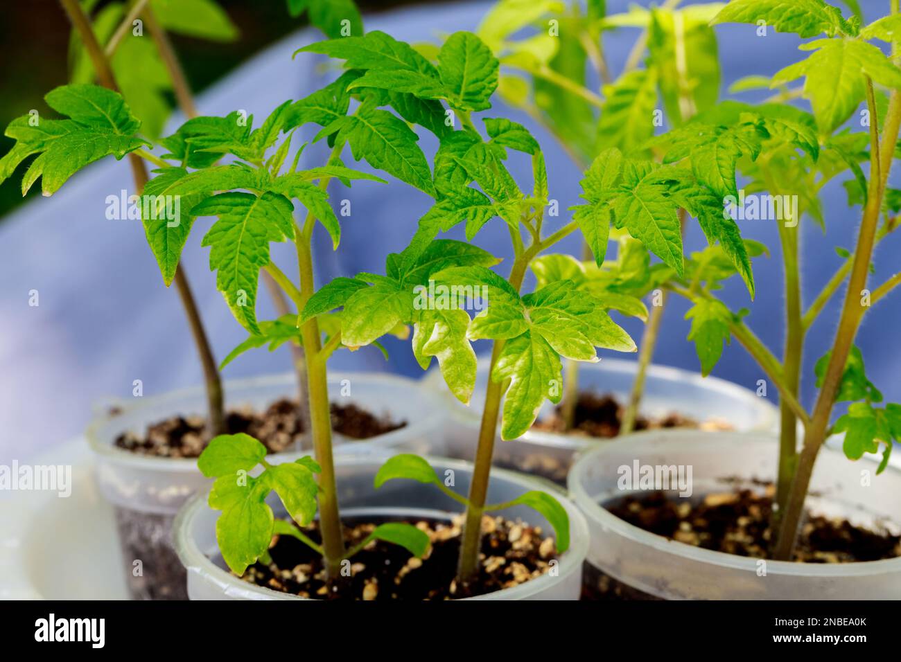 Zum Anbau von Tomatenkeimlingen wird ein Plastiktopf verwendet. Stockfoto