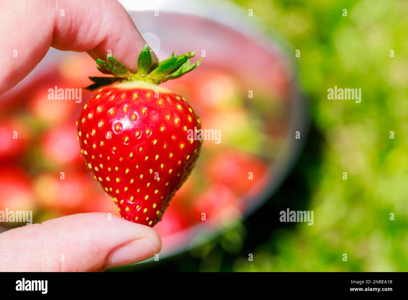 Eine Frau, die große rote und reife Erdbeeren hält. Stockfoto
