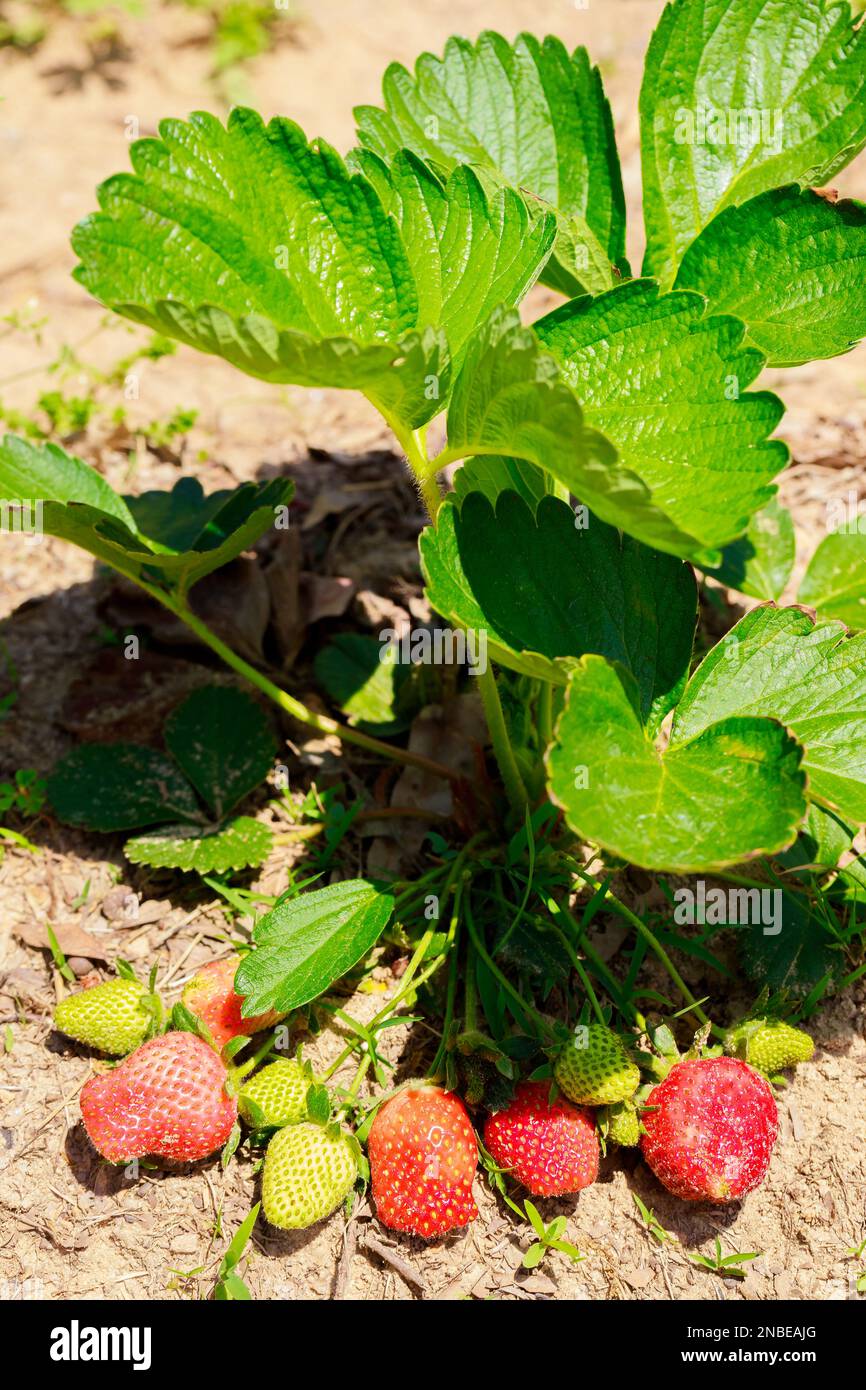 Im Garten wachsende Erdbeerpflanzen sind reif und frisch. Stockfoto