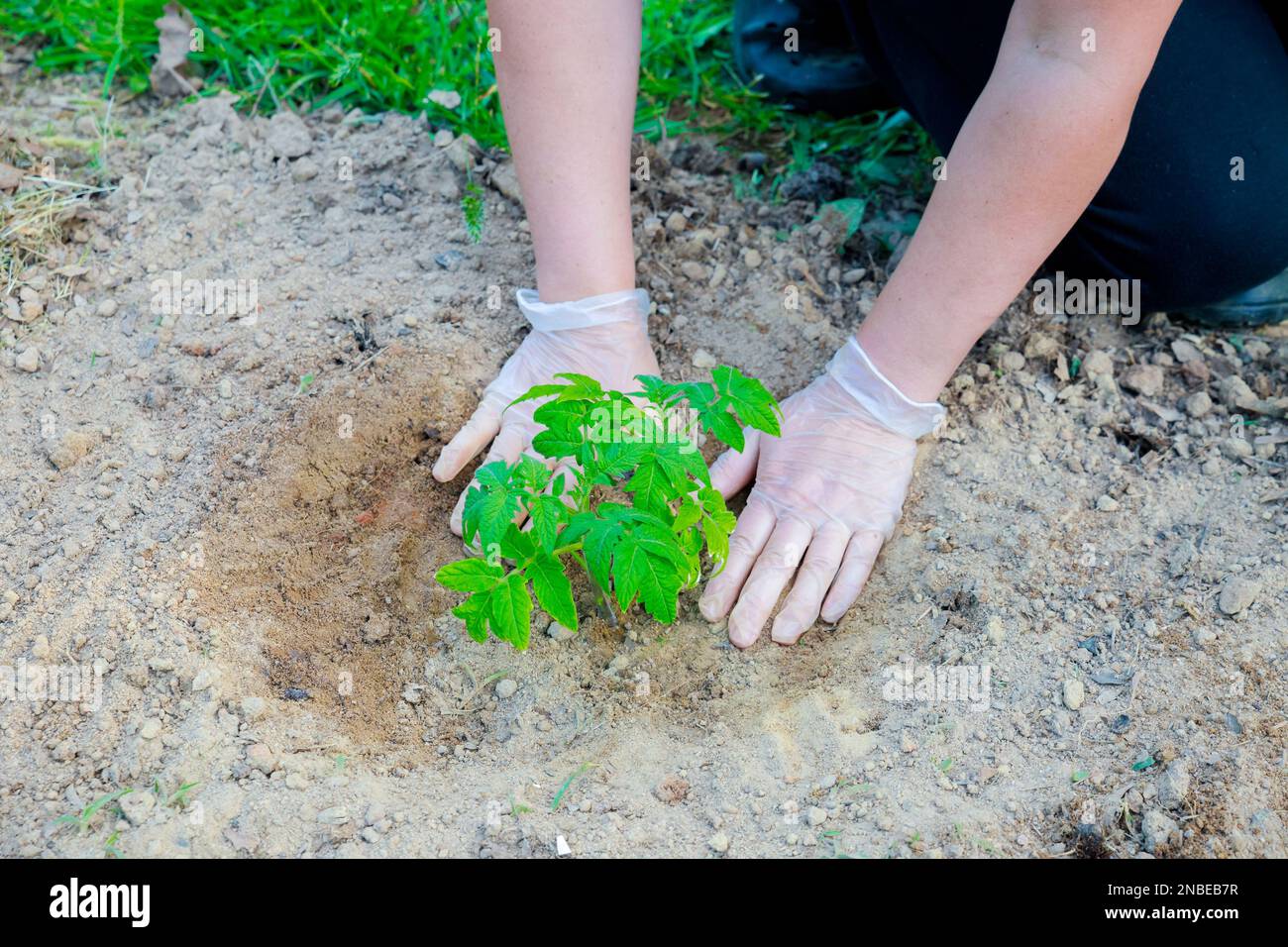 Im Boden wird ein Tomatenkeimling gepflanzt. Stockfoto