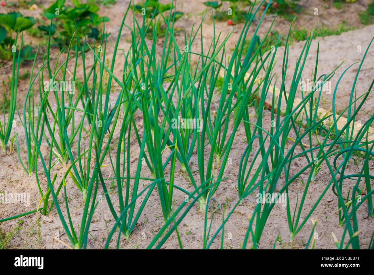 Grüne Zwiebeln wachsen in Reihe auf dem Boden. Stockfoto