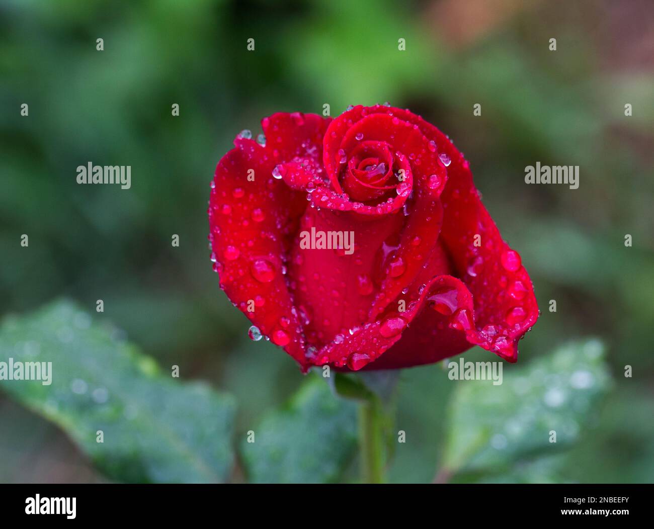 Nahaufnahme einer roten Rose nach einem starken Regenschauer Stockfoto