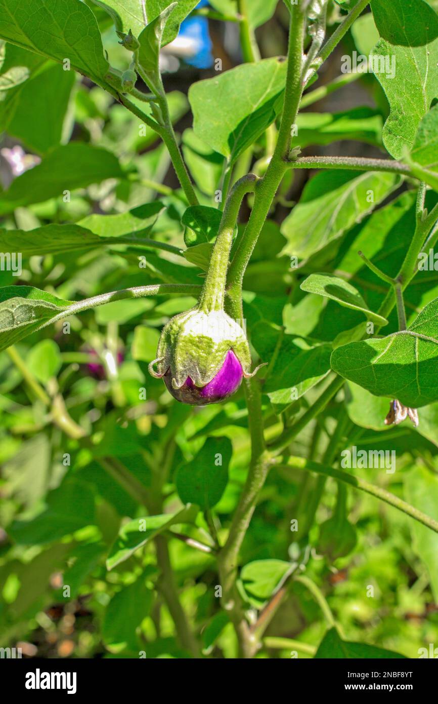 Die violetten und kugelförmigen indischen Auberginen, auch als Baby-Auberginen bekannt, sind für ihr kleines, rundes Aussehen und ihre zarte Textur bekannt. Stockfoto