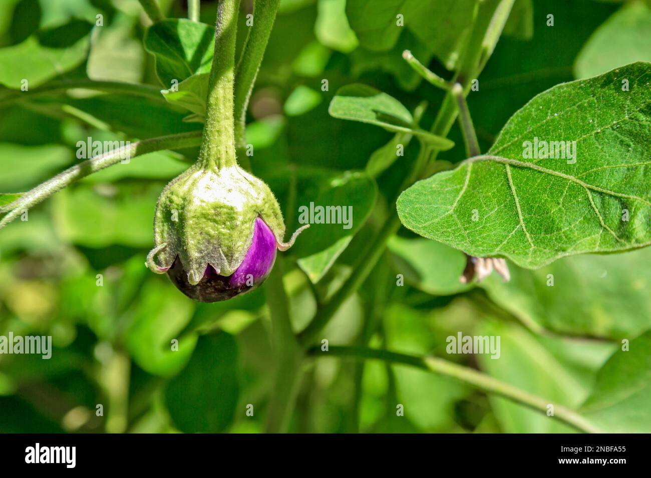 Die violetten und kugelförmigen indischen Auberginen, auch als Baby-Auberginen bekannt, sind für ihr kleines, rundes Aussehen und ihre zarte Textur bekannt. Stockfoto