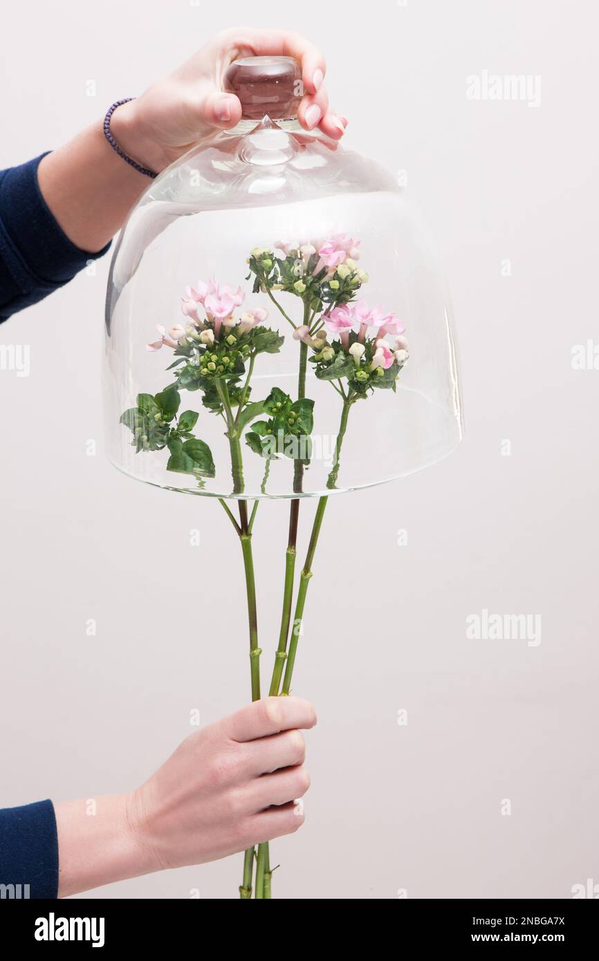 Ein Haufen zarter lila Blüten unter Glastopf Stockfoto