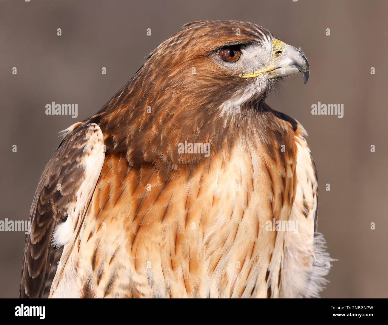 Rotschwanz-Hawk-Porträt, Quebec, Kanada Stockfoto