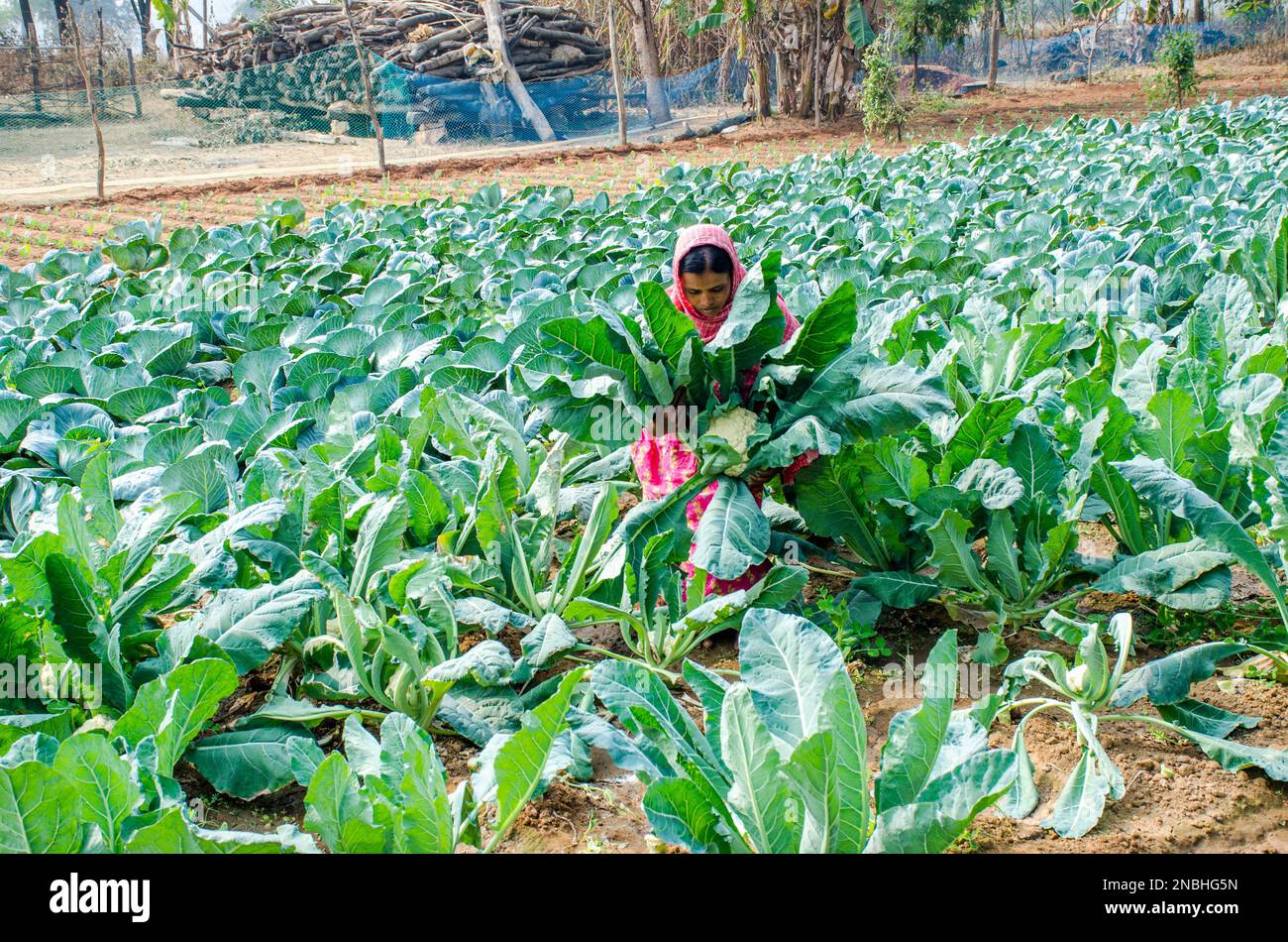 Blumenkohl-Anbau in westbengalen indien Stockfoto