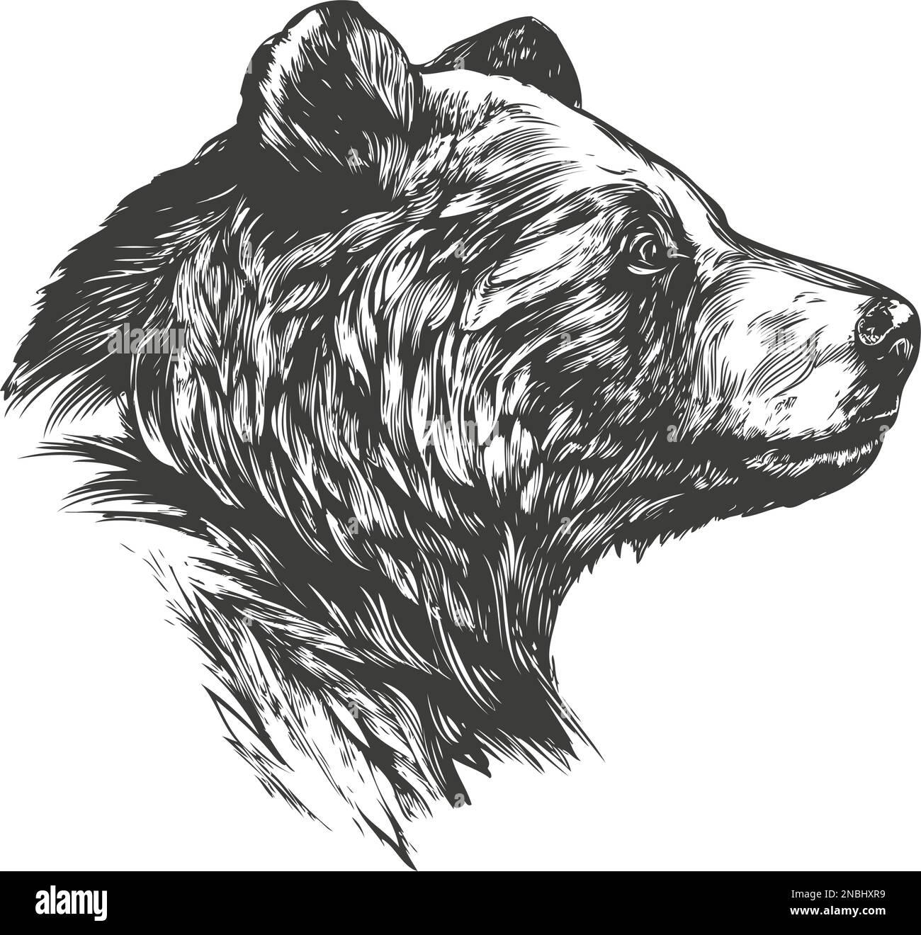 Tierbär, Tierwelt, handgezeichnete Vektorzeichnung. Stock Vektor