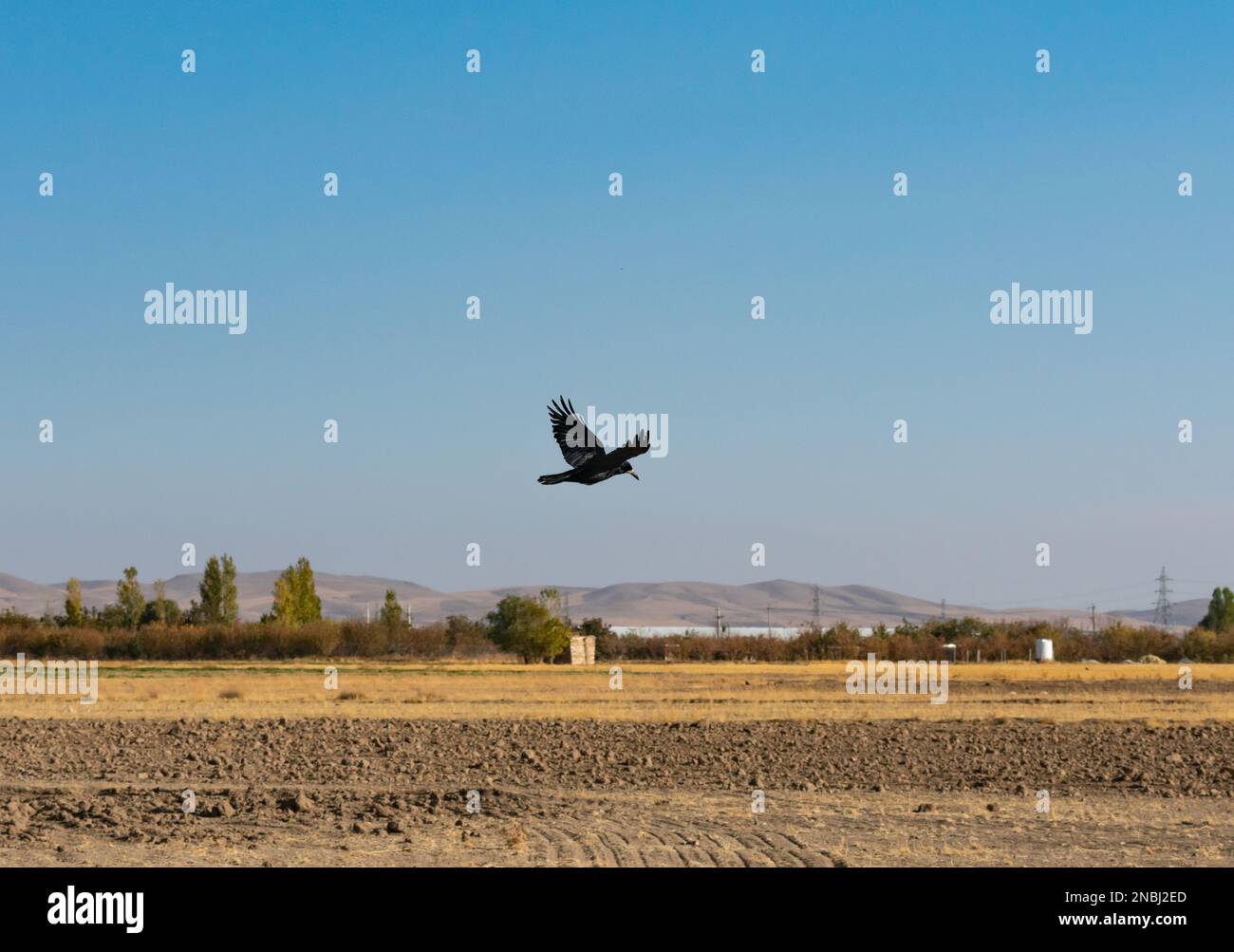 Krähenfliege im Herbst Stockfoto