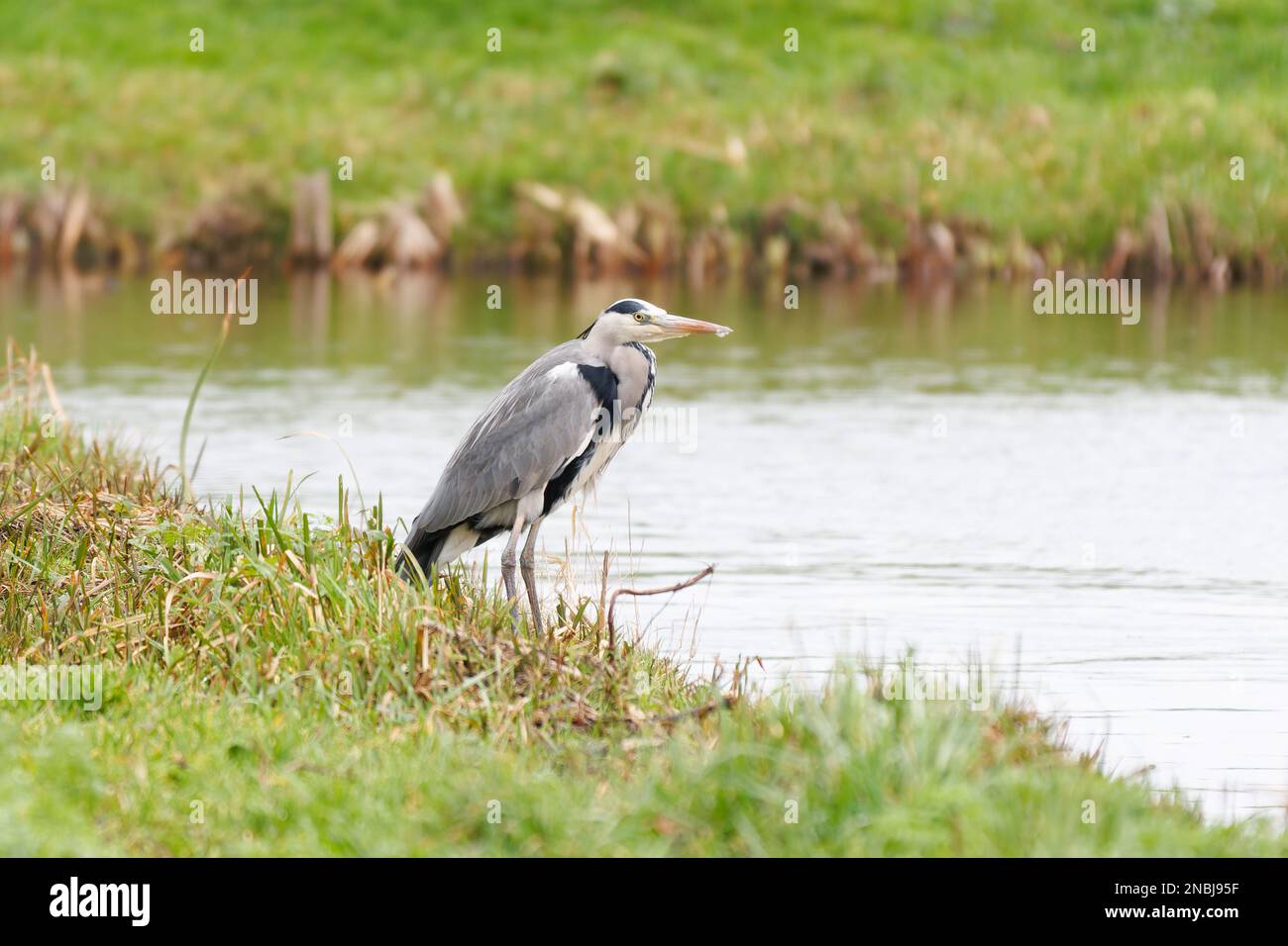 Aus nächster Nähe: Großer Blauer Reiher, Ardea cinerea, der am Ufer steht und auf die vorbeiziehende Beute wartet Stockfoto