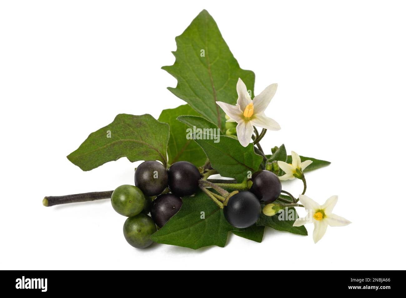 Schwarze Nachtschattenpflanze isoliert auf weißem Hintergrund Stockfoto