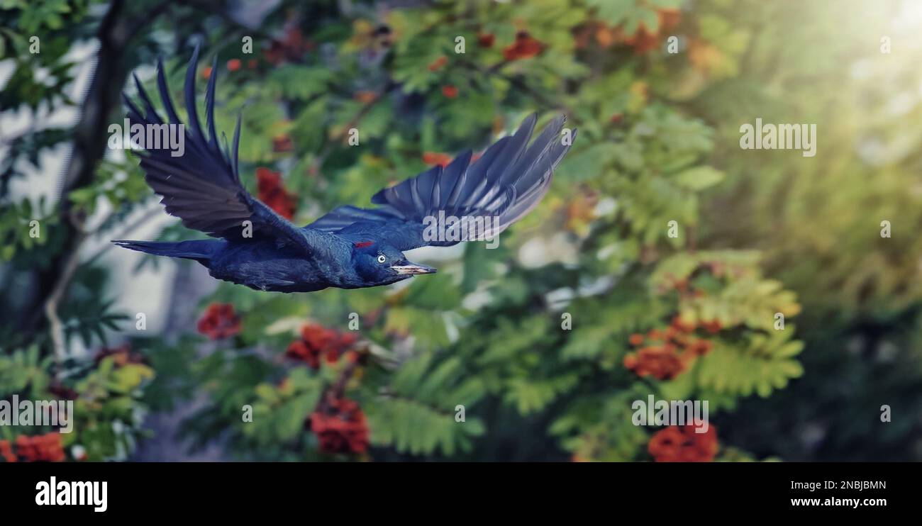 Ein Schwarzspecht fliegt durch einen bunten Wald, das beste Foto. Stockfoto