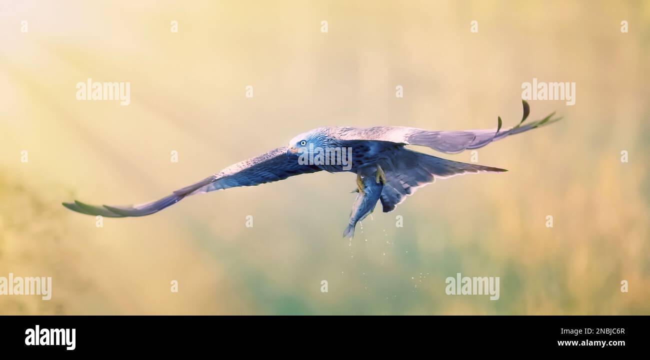 Ein Red Kite Milvus milvus Vogel fliegend weg mit einem großen Fisch es gerade aus dem Meer gefangen Red Kite, das beste Foto, Sonnenstrahlen. Stockfoto