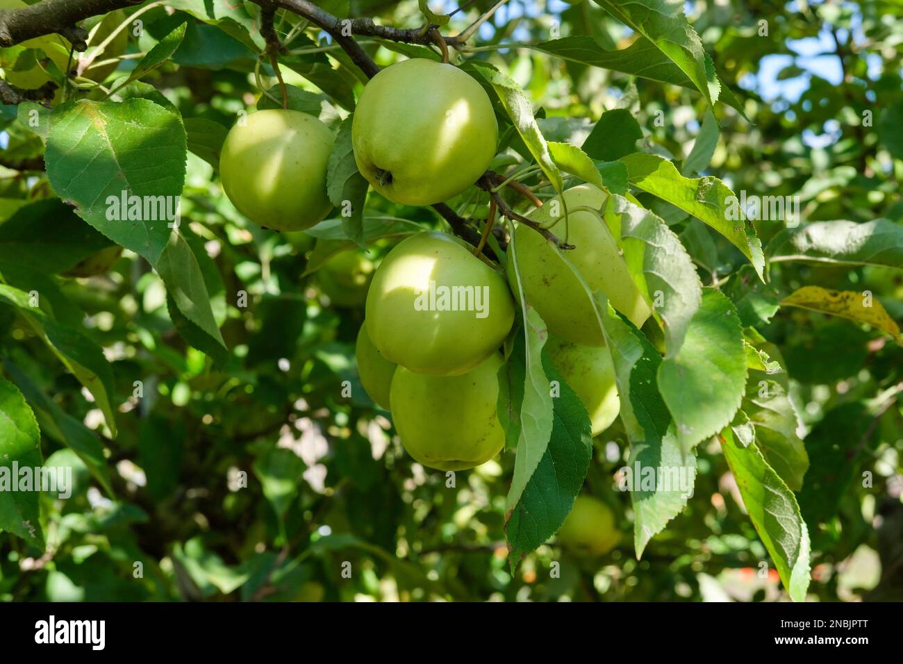Malus domestica Golden Delicious, Apfel Golden Delicious, Dessertäpfel wachsen in einem englischen Obstgarten Stockfoto
