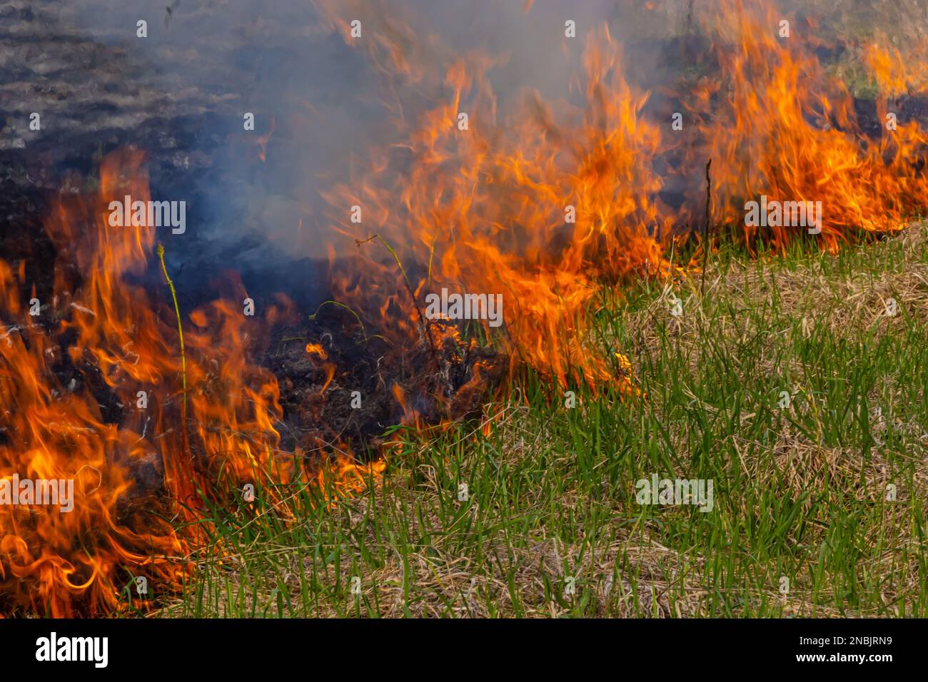 Verbrenntes altes trockenes Gras. Die Zunge brennt rot und verbrennt trockenes, gelbliches Gras in Rauch. Stockfoto