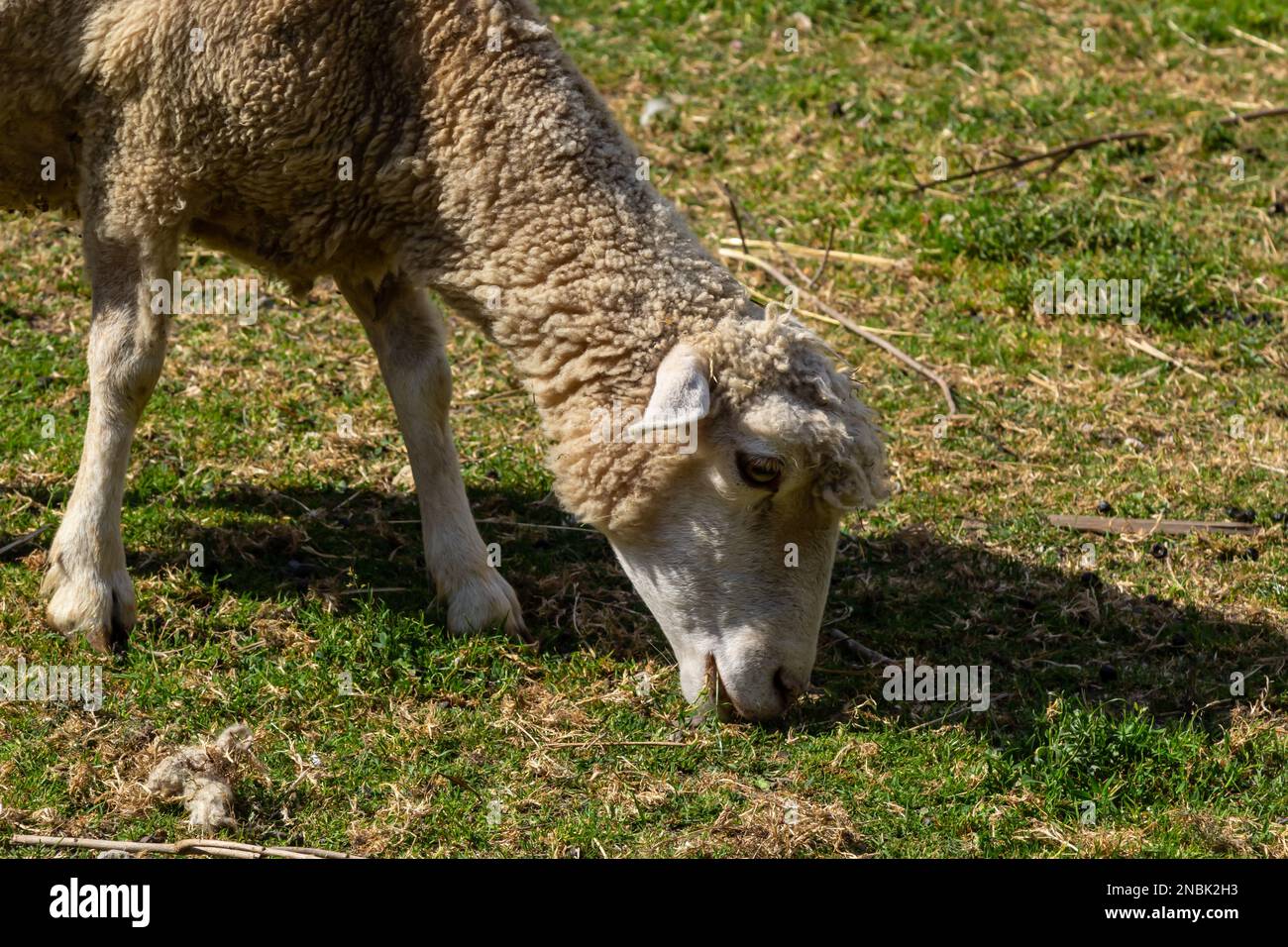Die Schafe weiden auf dem Hof, pflegen Haustiere. Warmer Sommer und harte Agrararbeit in Provinzen. Stockfoto