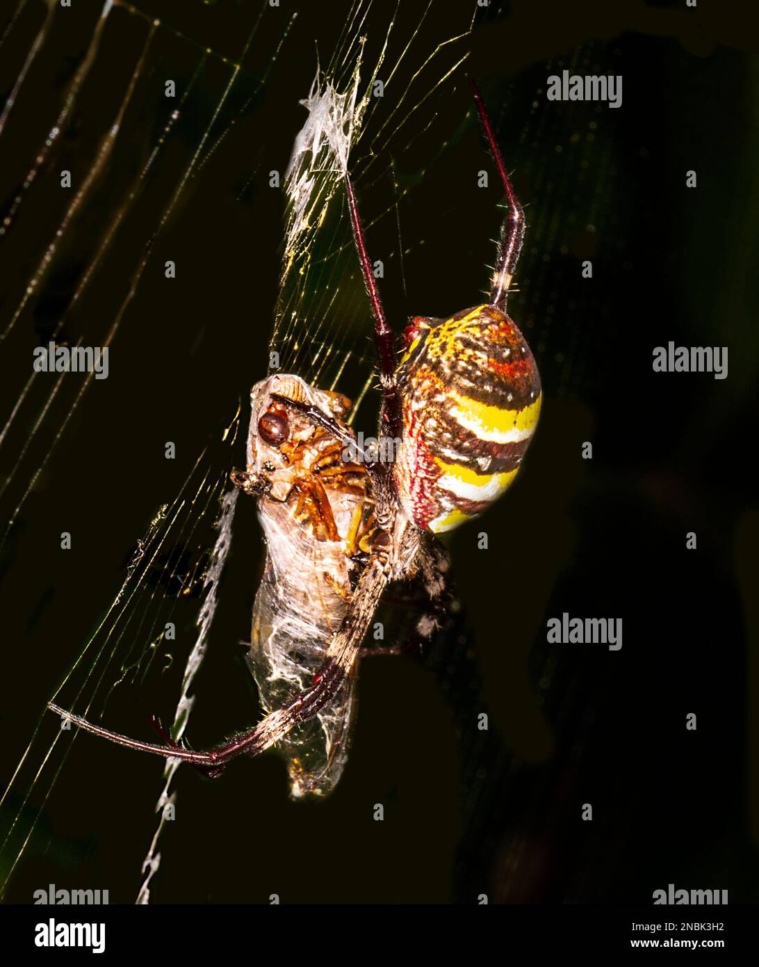 Nahaufnahme einer St. Andrew's Cross Spider mit Cicada-Beute (Argiope keyserlingi) im Netz, Far North Queensland, FNQ, QLD, Australien Stockfoto