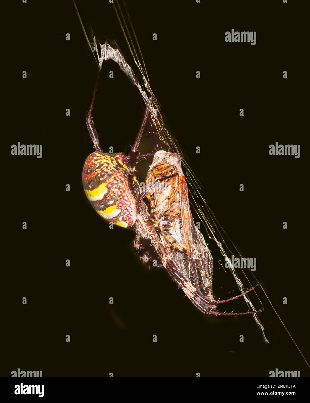 Nahaufnahme einer St. Andrew's Cross Spider mit Cicada-Beute (Argiope keyserlingi) im Netz, Far North Queensland, FNQ, QLD, Australien Stockfoto