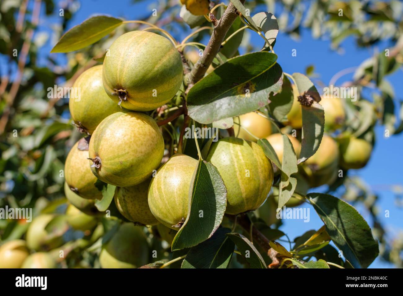 Humbug birne -Fotos und -Bildmaterial in hoher Auflösung – Alamy