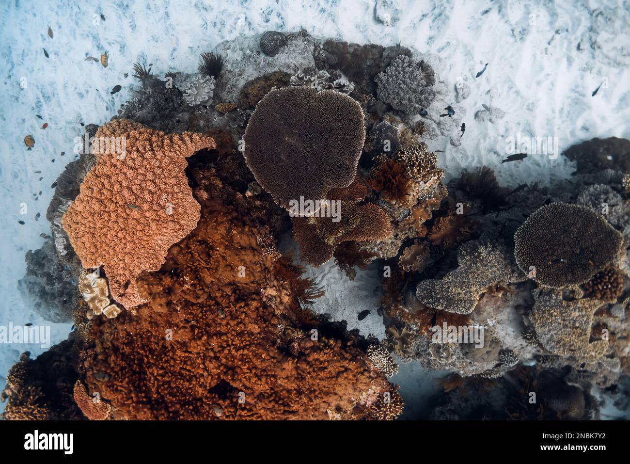 Unterwasserszene mit Korallen und Sand im tropischen Meer Stockfoto
