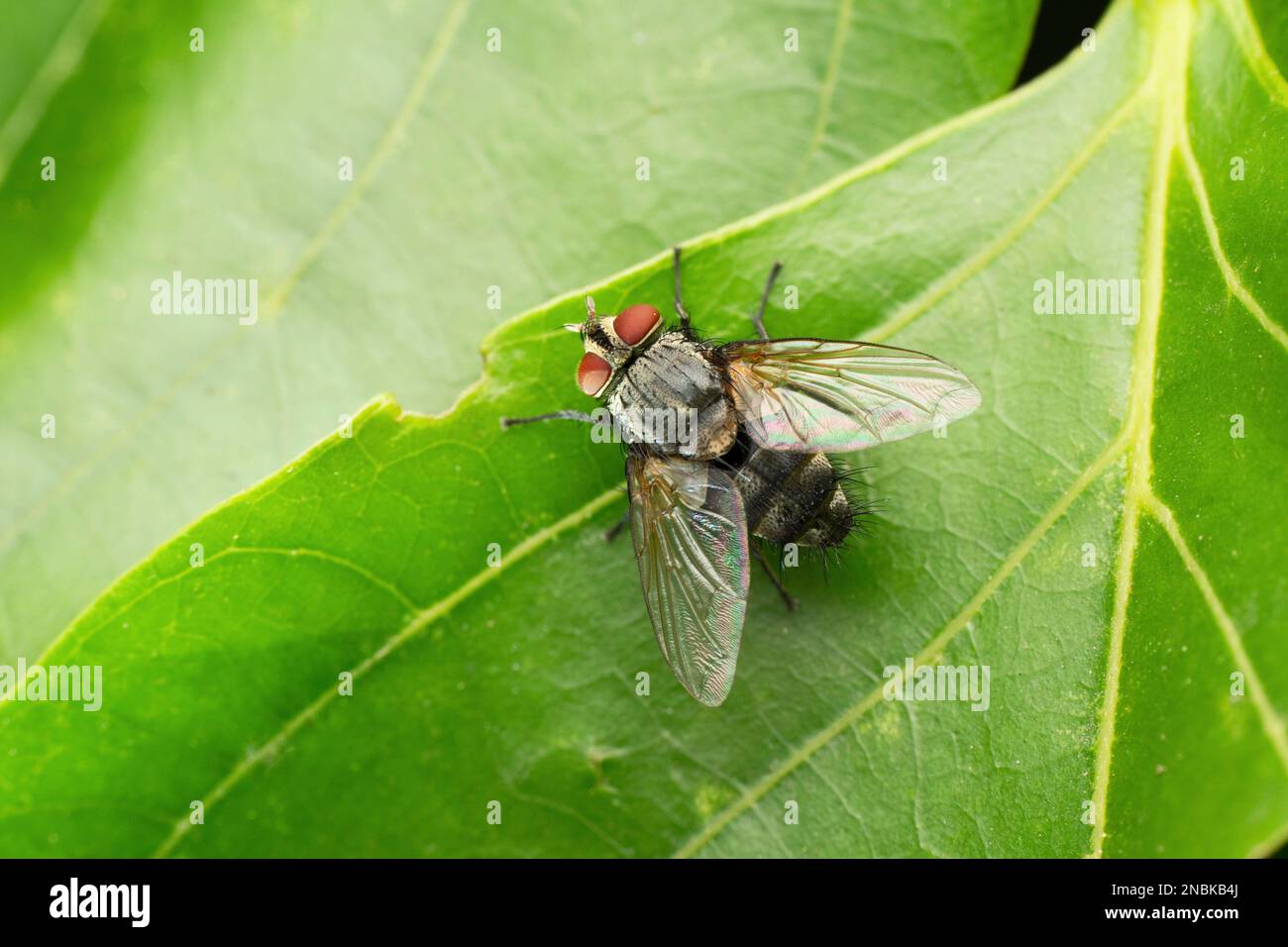 Hairy Magen Fly, Carcelia bombylans, Satara, Maharashtra, Indien Stockfoto