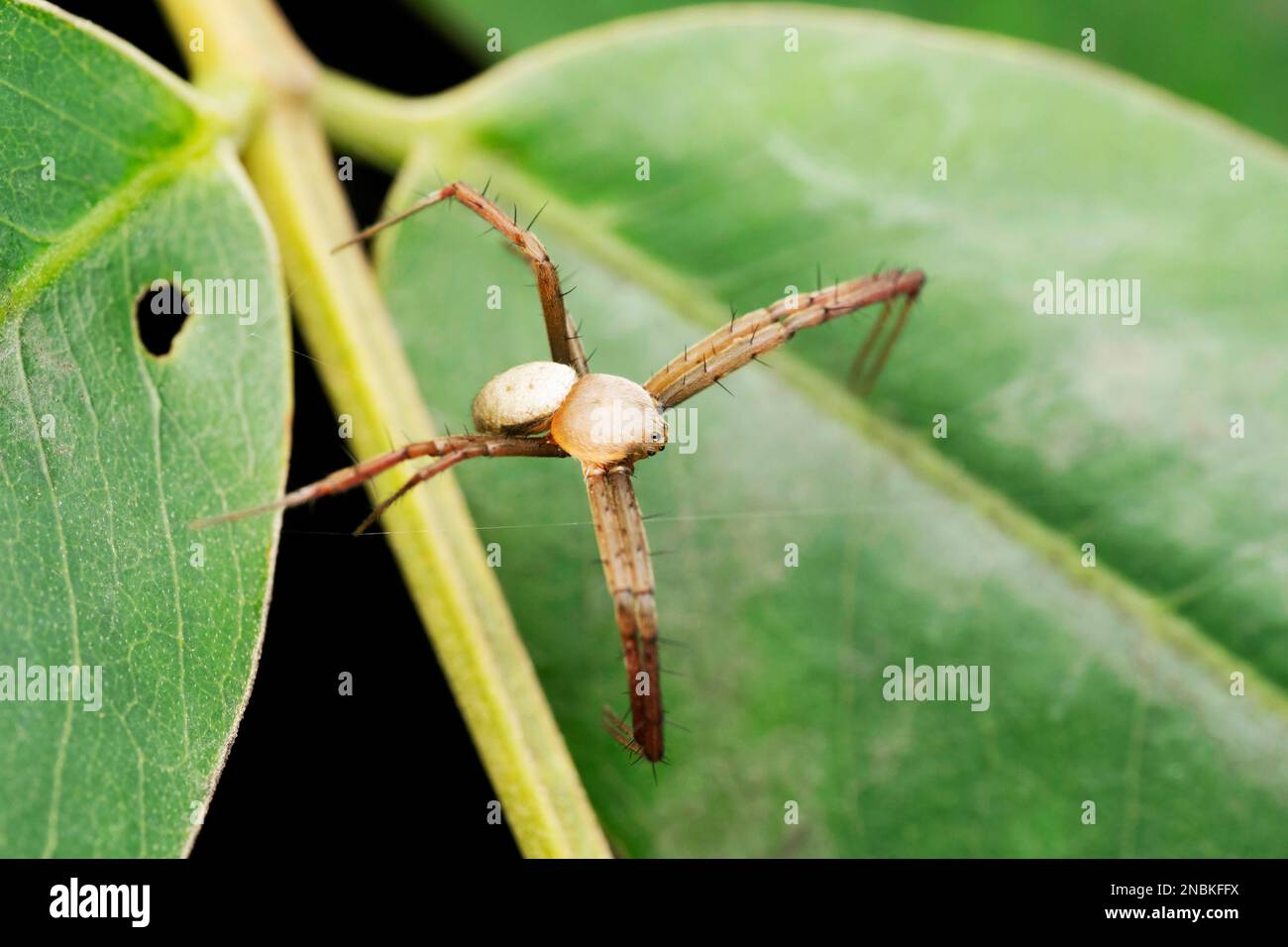 Männliche Anasujas-Signaturspinne, Argiope anasuja männlich, Satara, Maharashtra, Indien Stockfoto