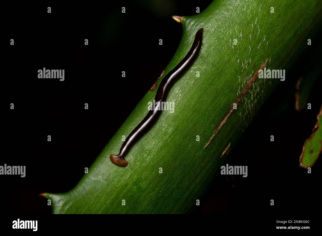 Hammerkopf, Bipalium ducatum, Pune, Maharashtra, Indien Stockfoto