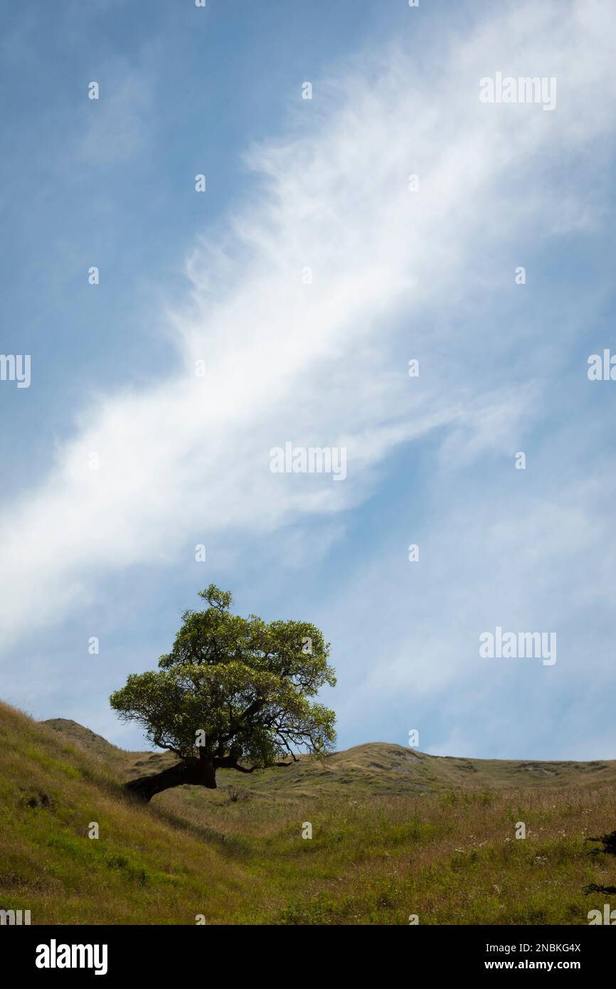 Einzigartiger Baum auf einem Hügel am Pourerere Beach, Central Hawkes Bay, North Island, Neuseeland Stockfoto