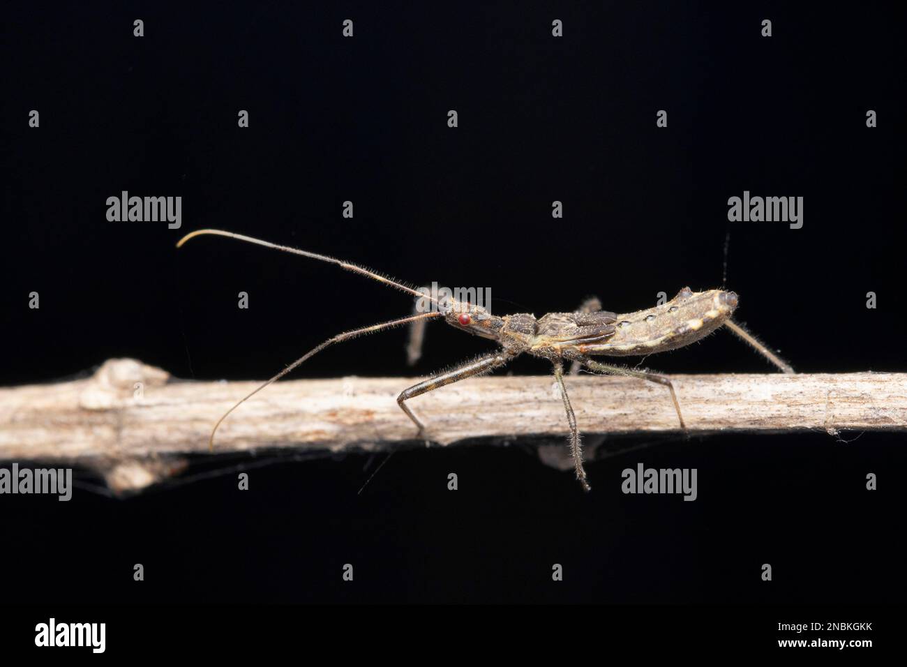 Strange New World Killer-Käfer, Sinea coronata, Satara, Maharashtra, Indien Stockfoto