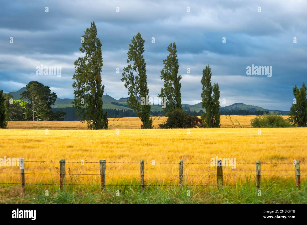 Gruppe von Pappelbäumen auf dem Feld, mit Sturmwolken dahinter, Takapau, Central Hawkes Bay, North Island, Neuseeland Stockfoto