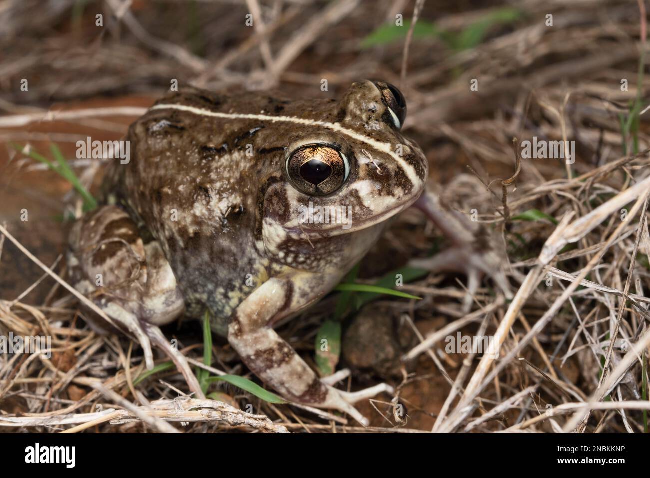 Ganzkörper-Nahaufnahme, Burrowing Frog, Sphaerotheca pashchima, Satara, Maharashtra, Indien Stockfoto