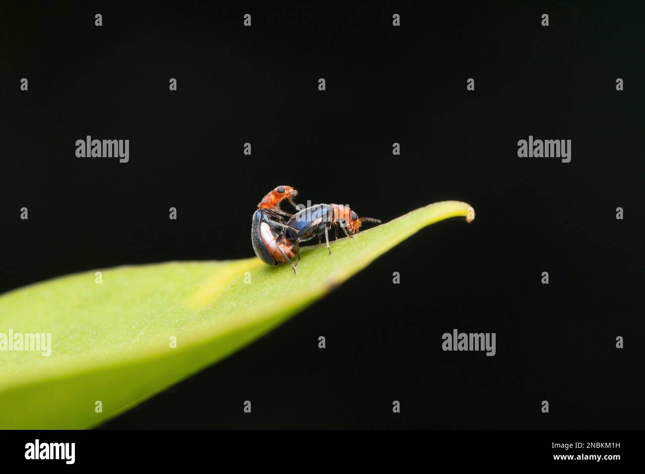 Skeletonisierende Käfer Paarung, Trichobalya bowringii, Satara, Maharashtra, Indien Stockfoto