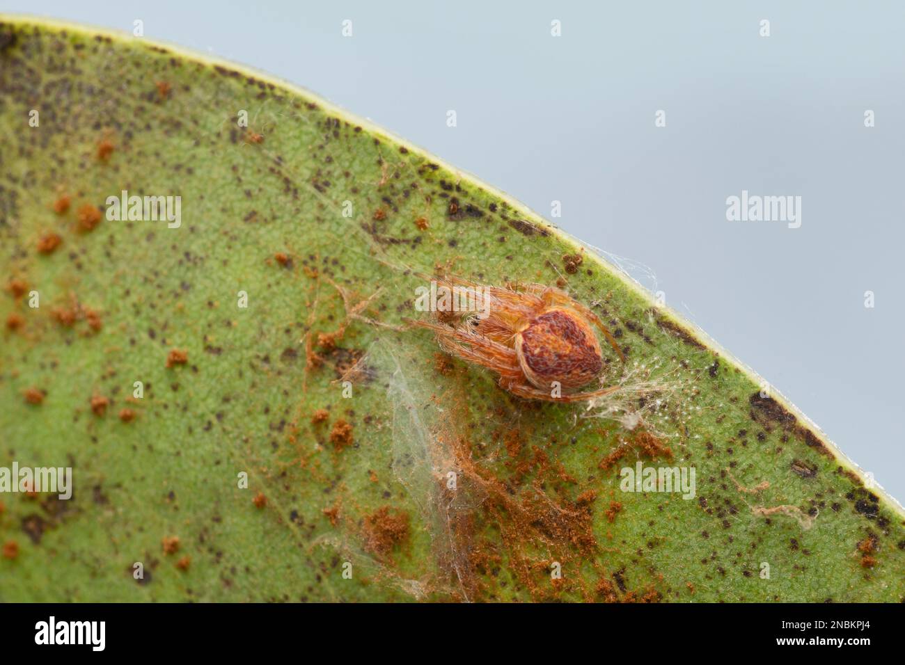 Neoscona nautica spinne Fotos und Bildmaterial in hoher Auflösung Alamy