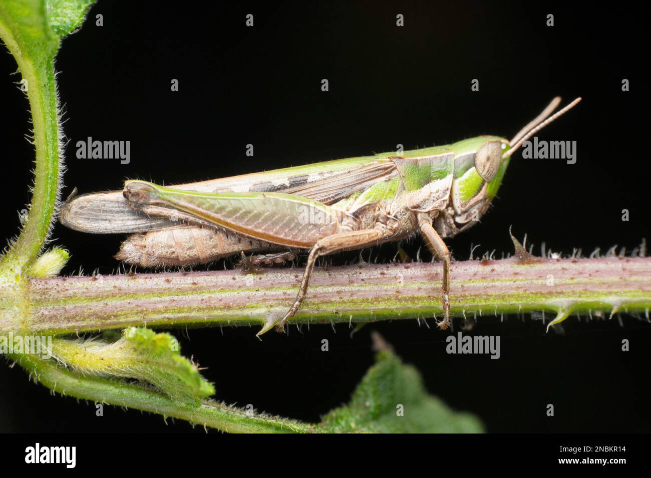 Großer Grashüpfer, Chorthippus albomarginatus, Satara, Maharashtra, Indien Stockfoto