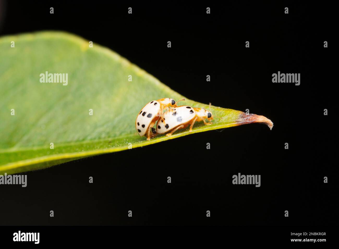 Ashy Grey Ladybug, Olla V-nigrum, Satara, Maharashtra, Indien Stockfoto