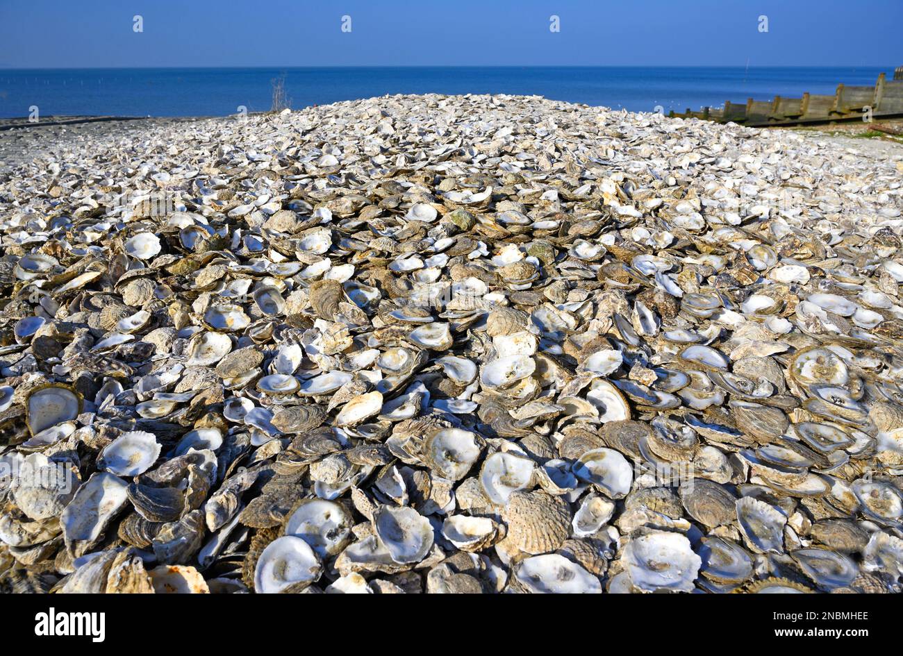 Whitstable, Kent, England, Großbritannien. Ein riesiger Haufen Austernmuscheln am Strand. Whitstable ist berühmt für seine Austern Stockfoto