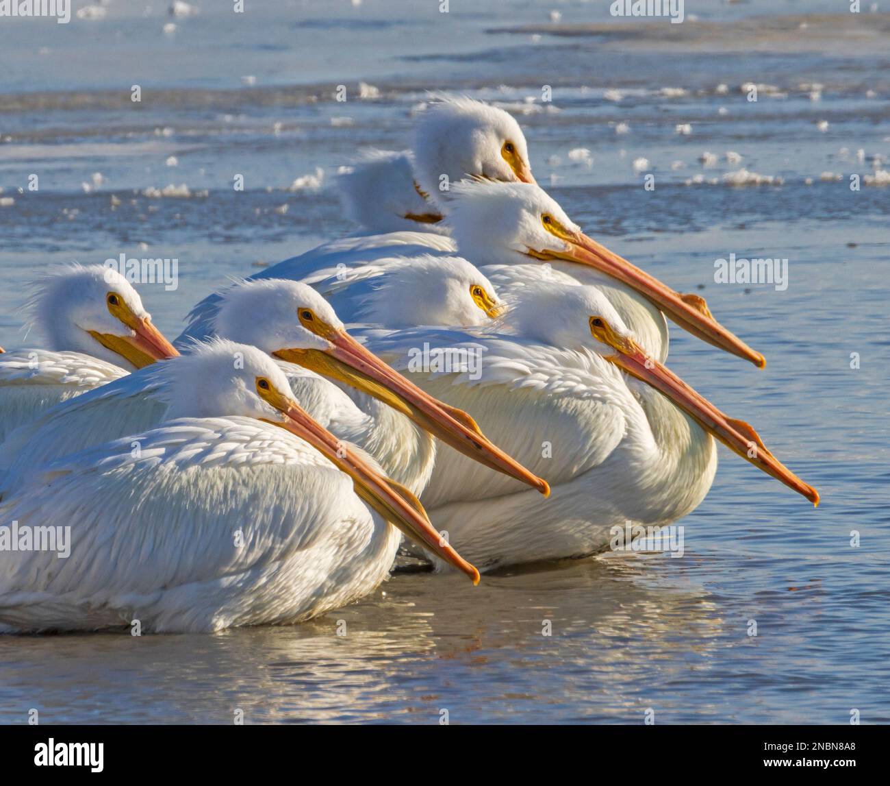 Die amerikanischen Weißen Pelikane (Pelecanus erythrorhynchos) treffen sich in der Spätnachmittagssonne in der Farmington Bay Waterfowl Management Area, Utah, USA. Stockfoto