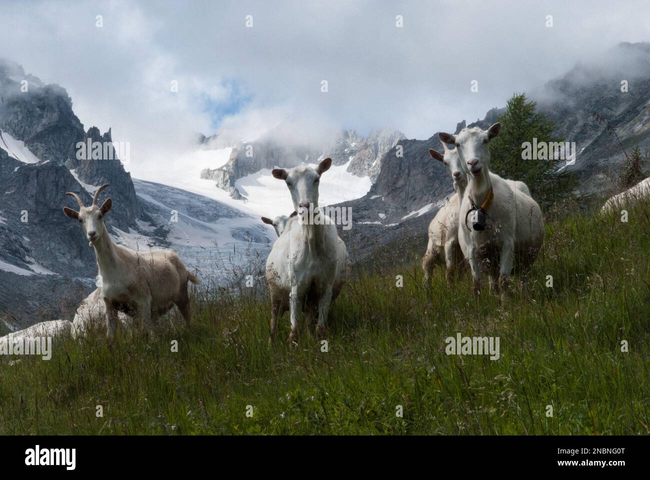 Drei neugierige Ziegen in Heidiland Stockfoto