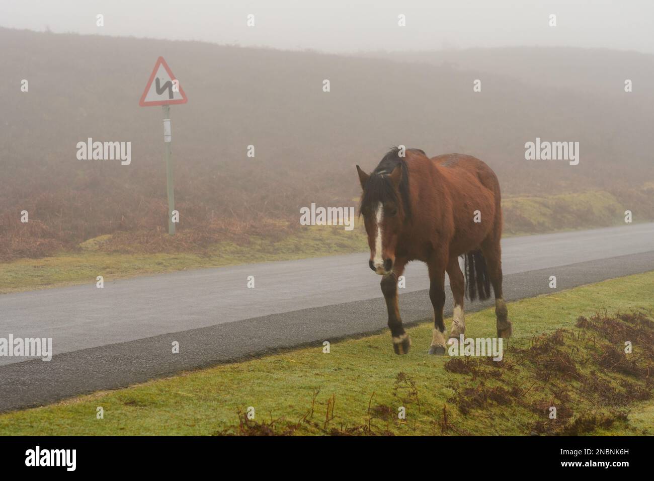 New Forest Pony, der entlang einer Straße in der Nähe einer scharfen Kurve im Morgennebel in Rockford Common, Ringwood, Hampshire, England, Großbritannien, spaziert. Februar 2023. Stockfoto