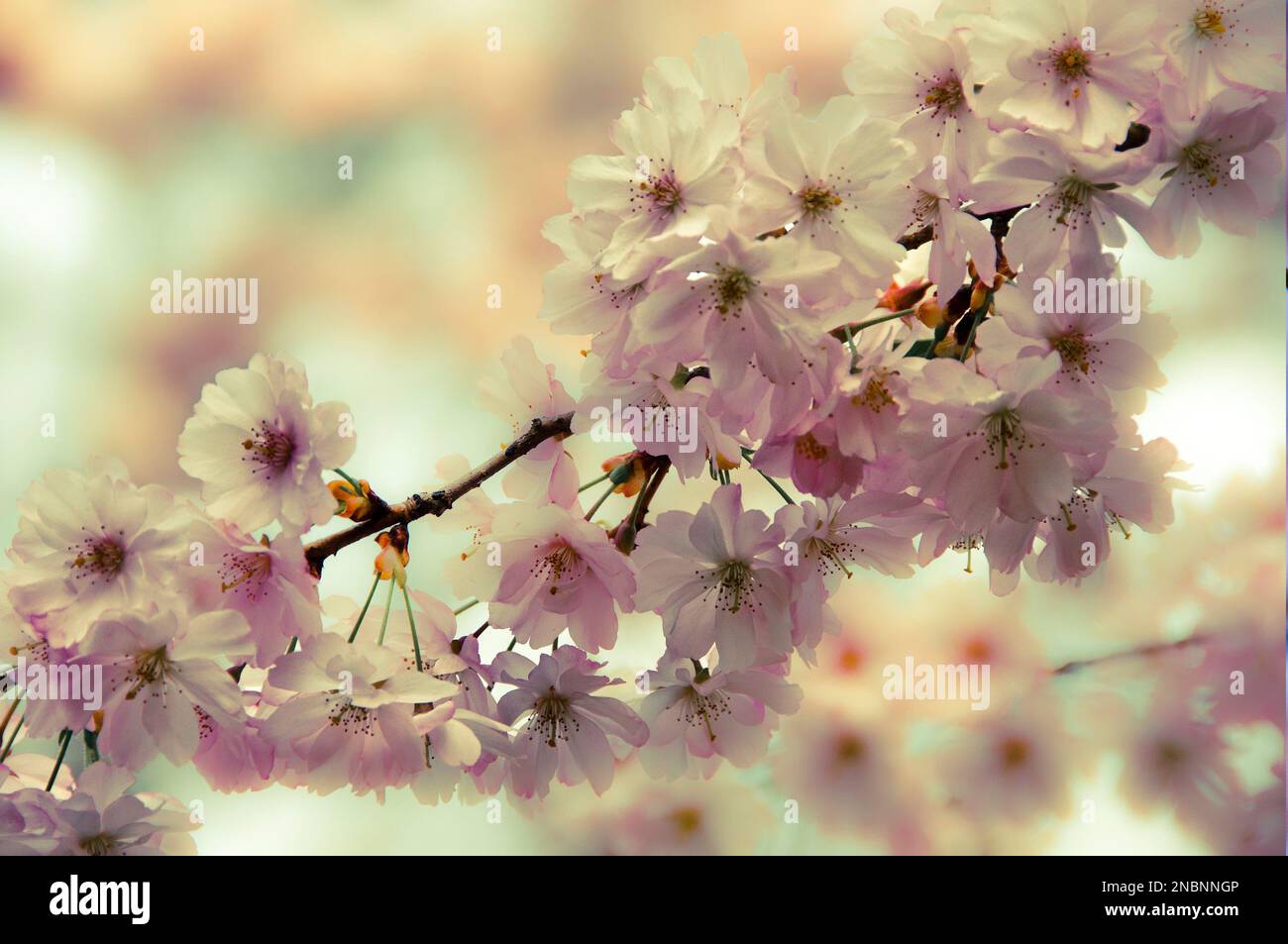 Frühlingsrosa Kirschbaumblumen Stockfoto