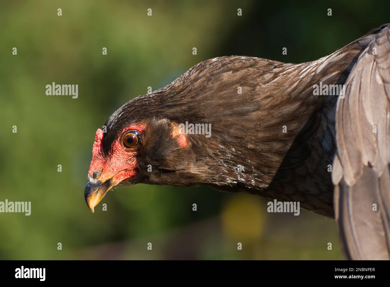 Porträt eines frei laufenden braunen Araucana-Huhns mit Naturhintergrund. Stockfoto